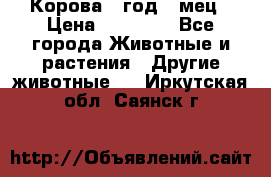 Корова 1 год 4 мец › Цена ­ 27 000 - Все города Животные и растения » Другие животные   . Иркутская обл.,Саянск г.